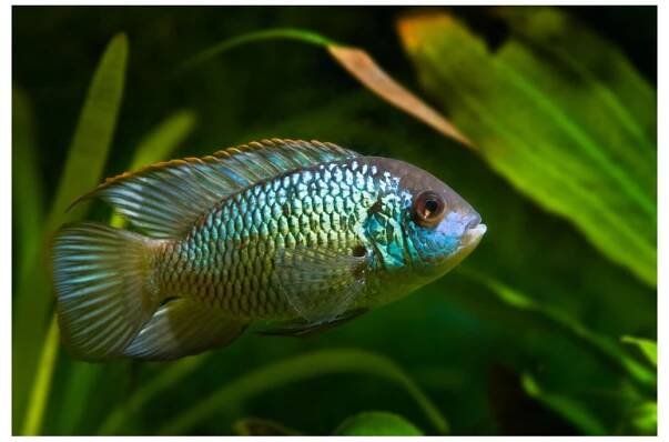 Akara modrá Neon Blue - Nannacara sp. Neon Blue