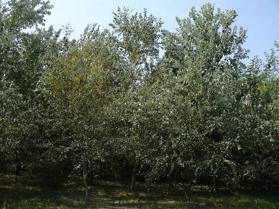 Populus alba