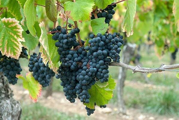malbec wines