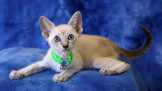 Jazmine’s first litter at TEN weeks