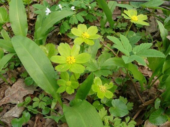 Hvězdnatec zubatý (Hacquetia epipactis)