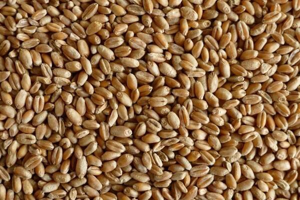 MJM agro Pšenice krmná 20 kg
