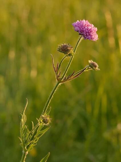 Chrastavec rolní – Wikipedie