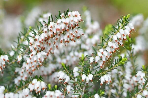 Erica carnea: everything about the shrub - Plantura