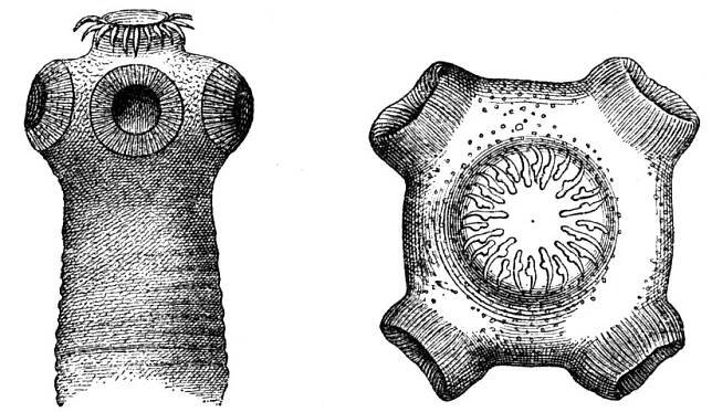 Tasemnice – Wikipedie