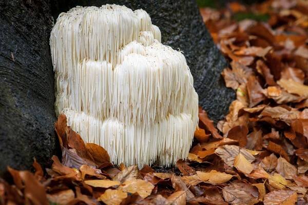 #186: Lions Mane - Mediciální houba s unikátními účinky, Kognitivní stimulant a imunomodulátor - Za Hranicí Fitness