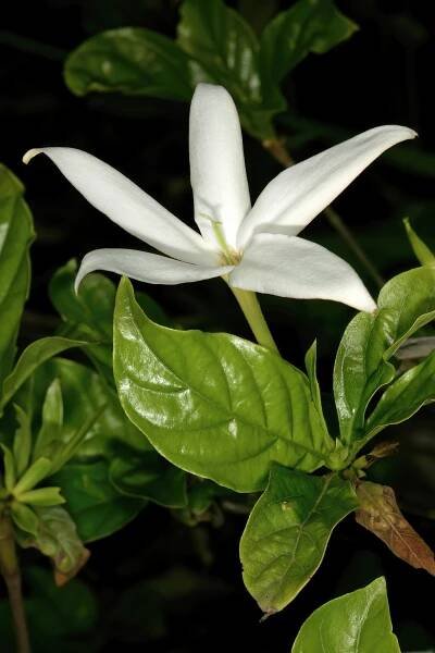Leptactina