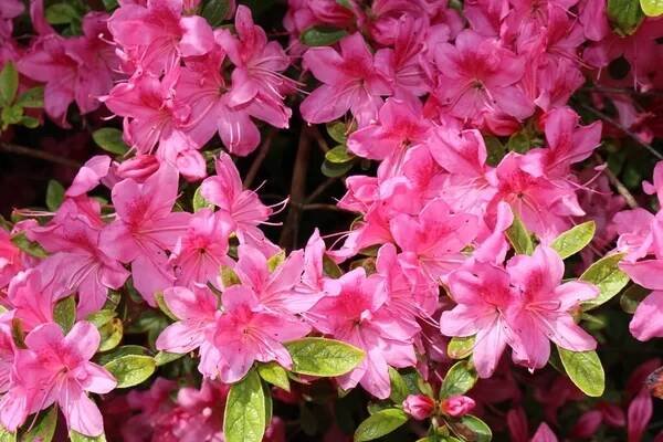 Růžové květy "Rododendron" v St. Gallen, Švýcarsko. Rhodies jsou národní květiny Nepálu. — Stock obrázek