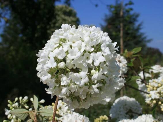 Viburnum Eskimo_1