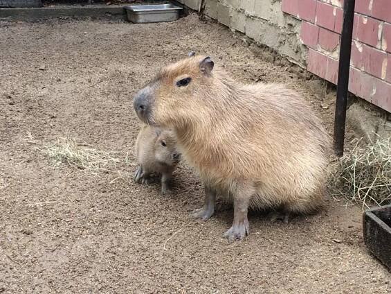 Brněnská zoo boduje: Získala Bílého slona a chlubí se mladou kapybarou!