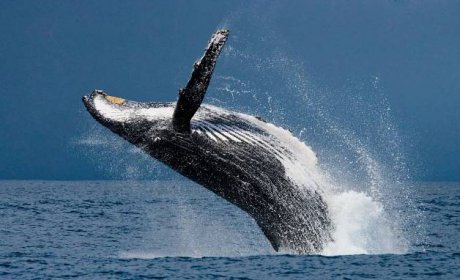Velryba skákání ve vzduchu — Stock obrázek