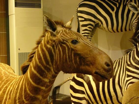 Příběhy vyhynulých zvířat: Zebra kvaga