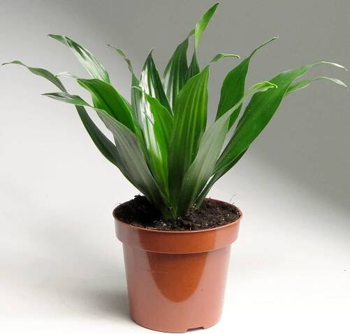 dracaena compacta care