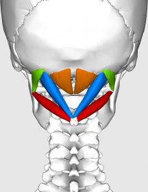 Computer generated image of the human suboccipital muscles