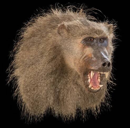 Baboon Shouldermount 20161111 71198
