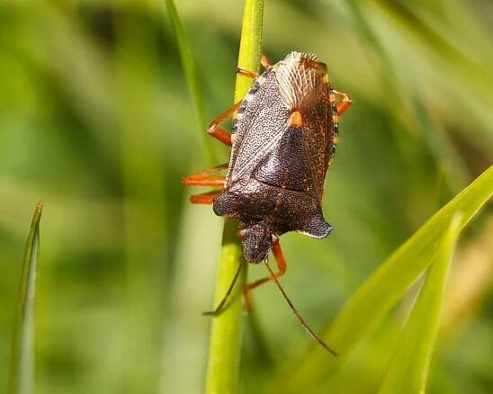 Kněžice rudonohá (Pentatoma rufipes)