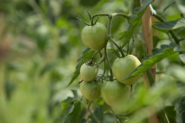 close up of group of young tomatoes