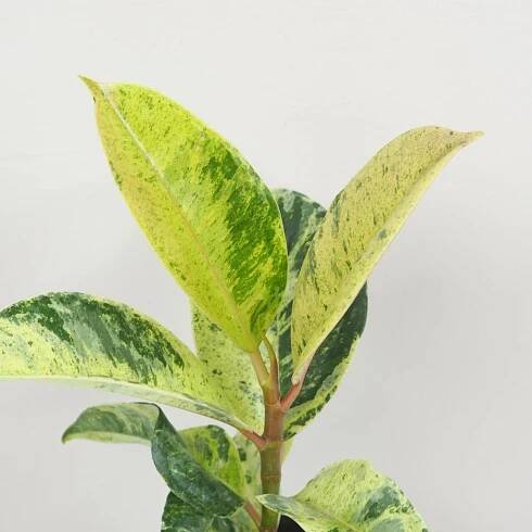 Ficus elastica ‘Shivereana’ střední