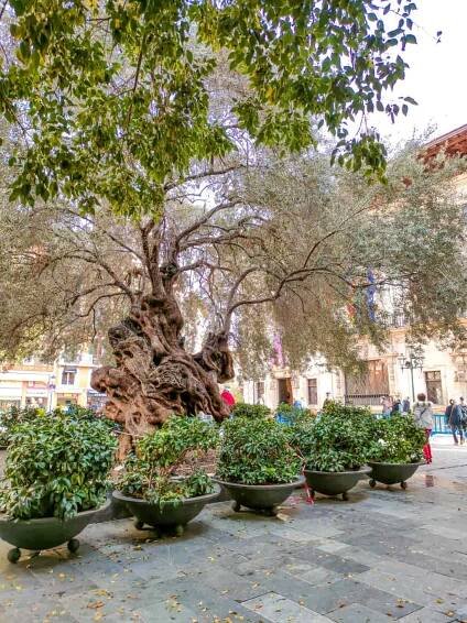 a very old olive tree at a square in Palma