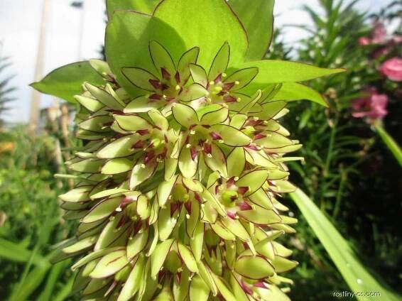 Chocholatice dvoubarvá (Eucomis bicolor), květy, květenství