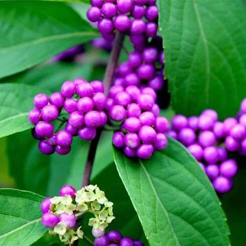 callicarpa-bodinieri-profusion-large