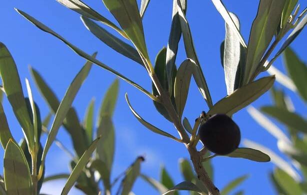 Ma Provence