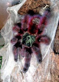 Vlastnosti a nebezpečí pavouka tarantule - jak vypadá a kde žije na světě