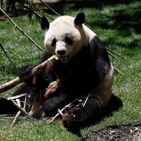 Madrid's zoo welcomes new giant panda bear couple