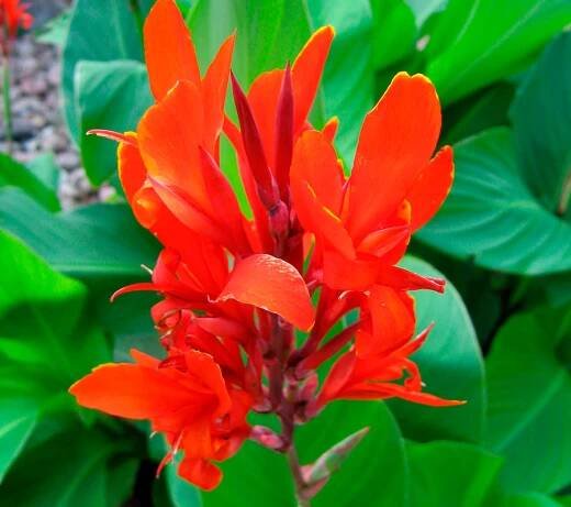 Indka Canna