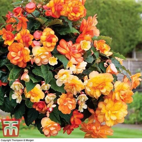 Begónie převislá (Begonia x tuberhybrida) 'Apricot shades'