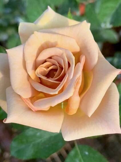 Rosa 'Honey Dijon' » Rose Plants