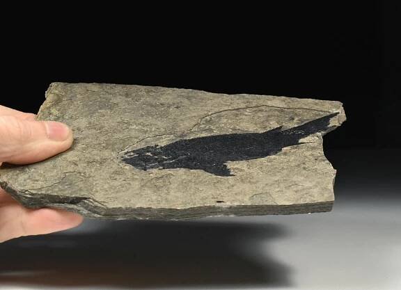 zkamenělá ryba Paramblypterus | minerals-fossils.cz