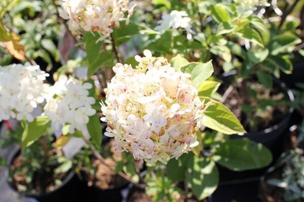 Hortenzie latnatá 'Limelight'