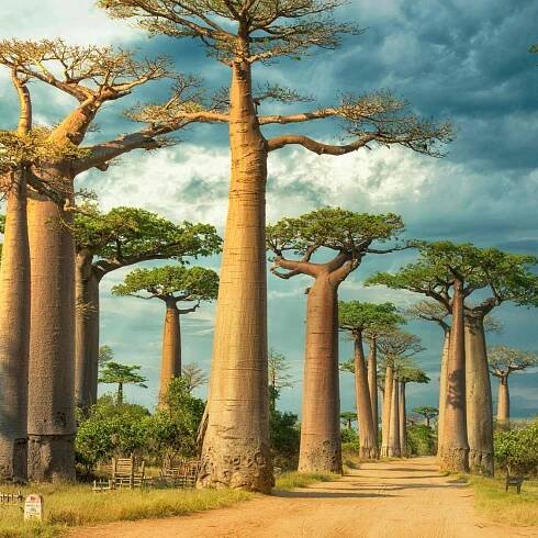 Magic In Madagascar 2025