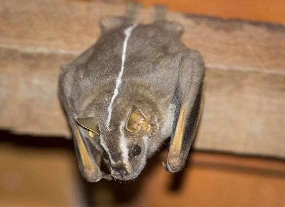 Recife broad-nosed bat