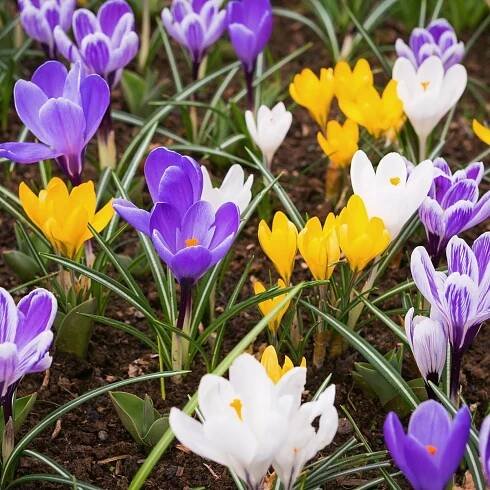 Směs krokusů - Crocus mix - prodej cibulovin - 15 ks