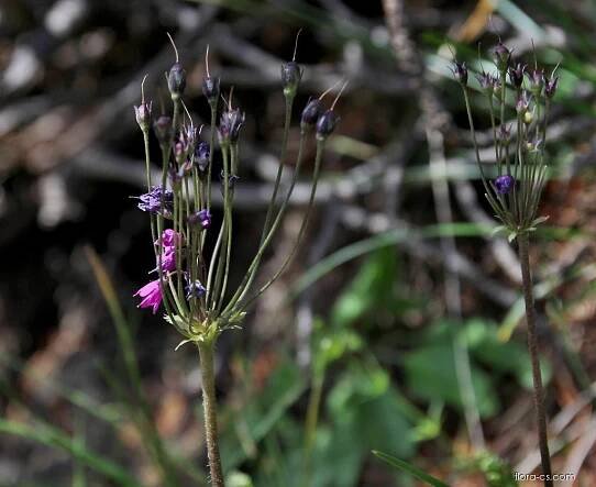 Kruhatka Matthiolova (Cortusa matthioli)