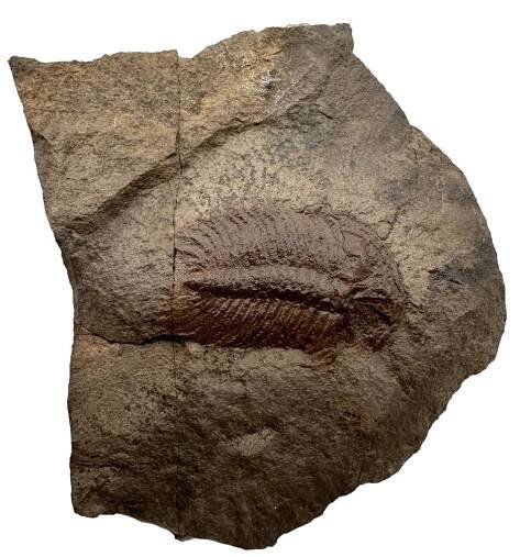 Trilobit Eccoparadoxides Pusillus – Rejkovice, ČR