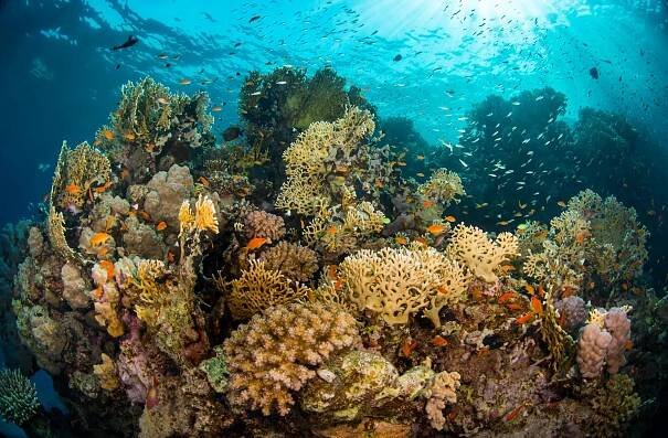 Tropical Oceans Underwater Beauty