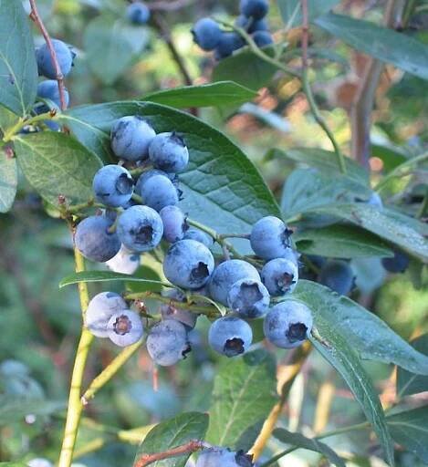 Vaccinium_corymbosum(01)