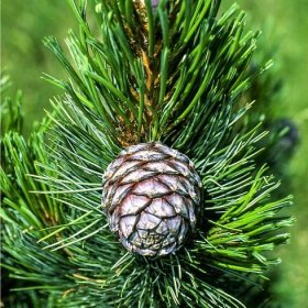 Osiva a semínka – Borovice Limba - Sibiřský cedr - Pinus cembra sibirica - osivo borovice - 7 ks