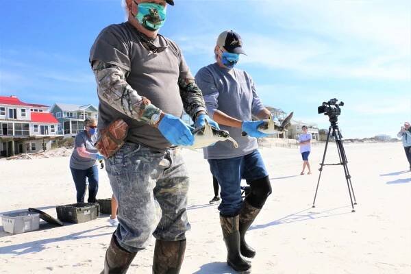 2020 Cold Stun Season at Gulf World Marine Institute - Updates! - Gulf World Marine Institute