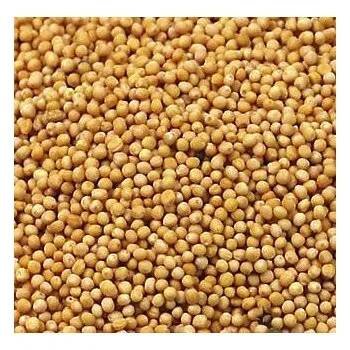 ČR Hořčičné semínko žluté - sareptská hořčice Váha: 1 Kg