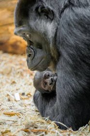Na 16 tisíc lidí vybralo jméno Mobi pro gorilí samičku narozenou v lednu v pražské zoo