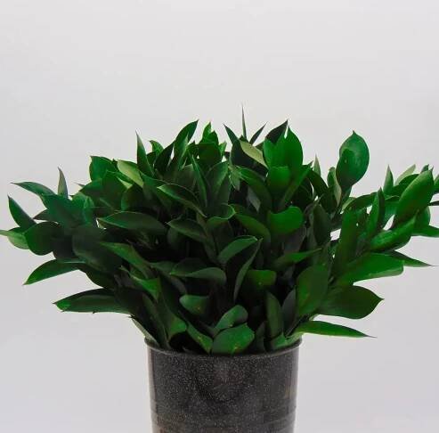 Ruscus