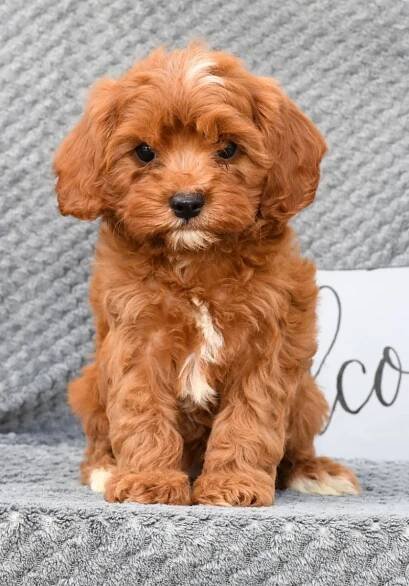 Cavapoo