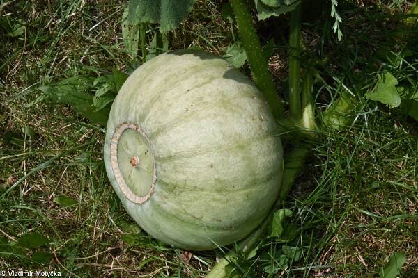Cucurbita maxima – tykev obrovská, dýně obrovská • Pladias: Databáze české flóry a vegetace