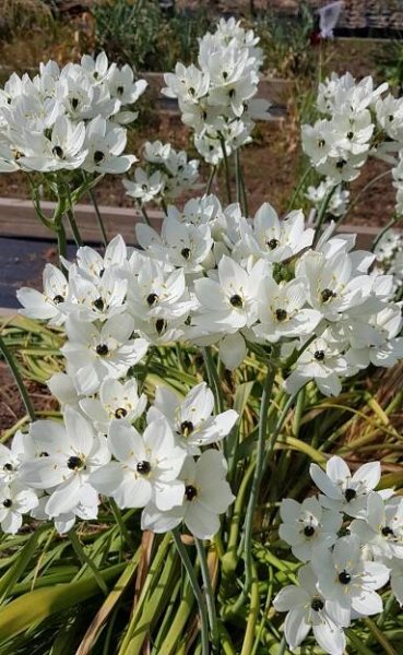 Ornithogalum arabicum - Image 2