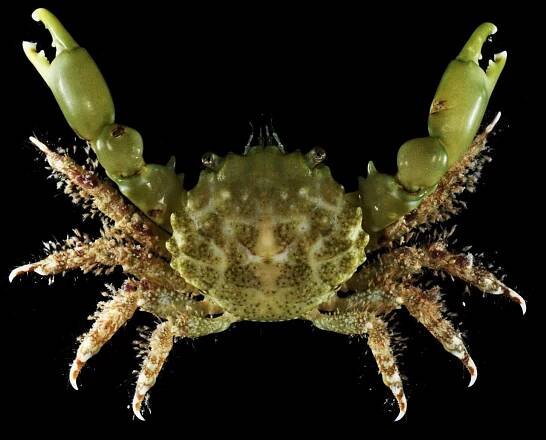 Crab Database · Krabi