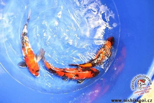 KOI import květen 2012 Fotogalerie zahradních jezírek a KOI * AQUATICA KOI CENTRUM | Aquatica KOI Centrum